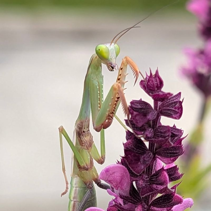 Flowering Plants Bring More Insects To Hunt Flowering Plants Bring More Insects To Hunt