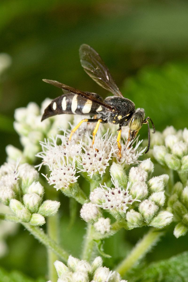 Flowering Plants Draw More Foraging Wasps Flowering Plants Draw More Foraging Wasps