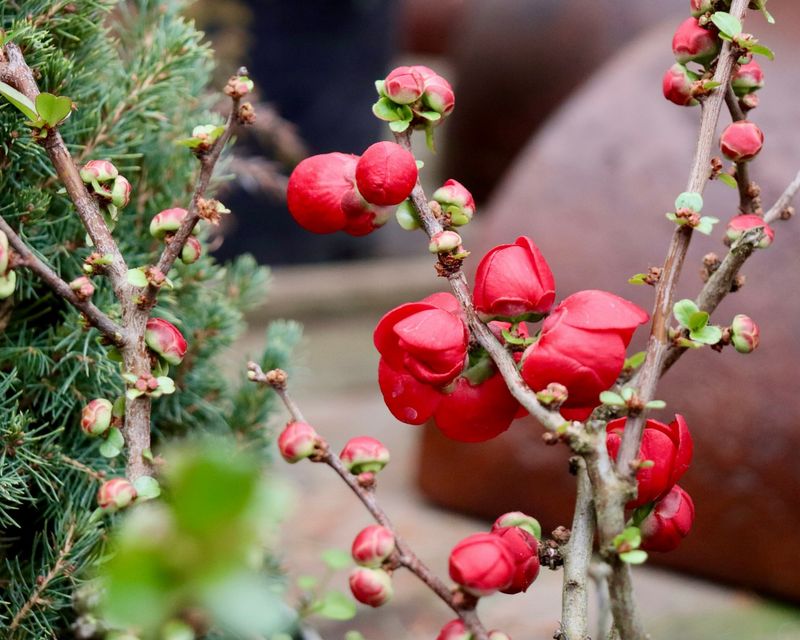 Flowering Quince Sets Buds Before Winter Arrives