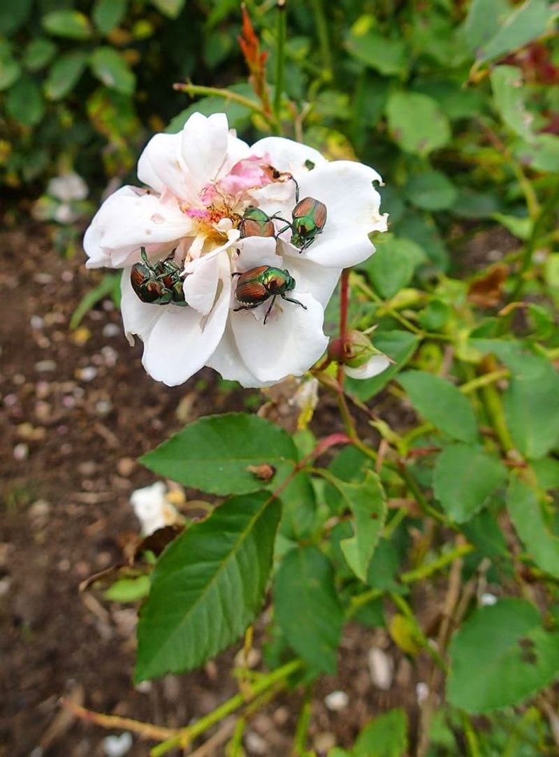 Flowering Roses Attract Hungry Adults