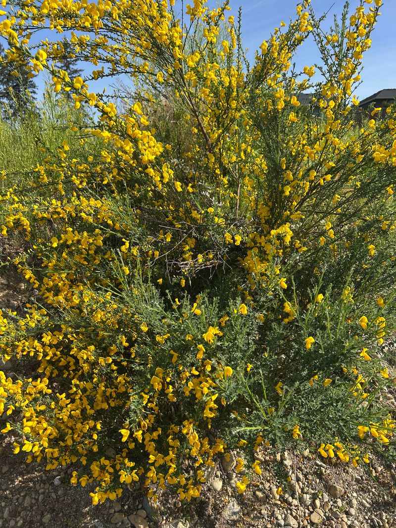 Flowering Season Is Your Warning Sign Flowering Season Is Your Warning Sign
