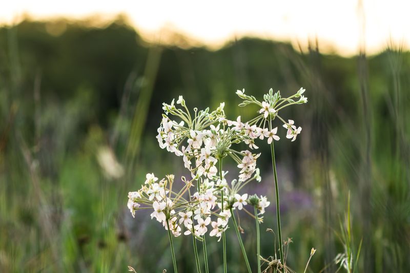 Flowering Spurge