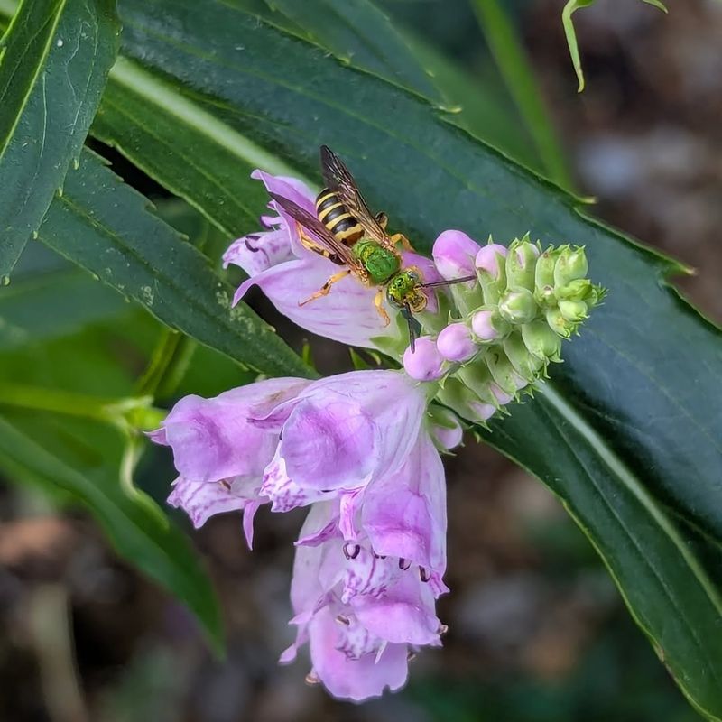 Flowers And Moisture May Be Attracting Foragers Rather Than Nest Builders