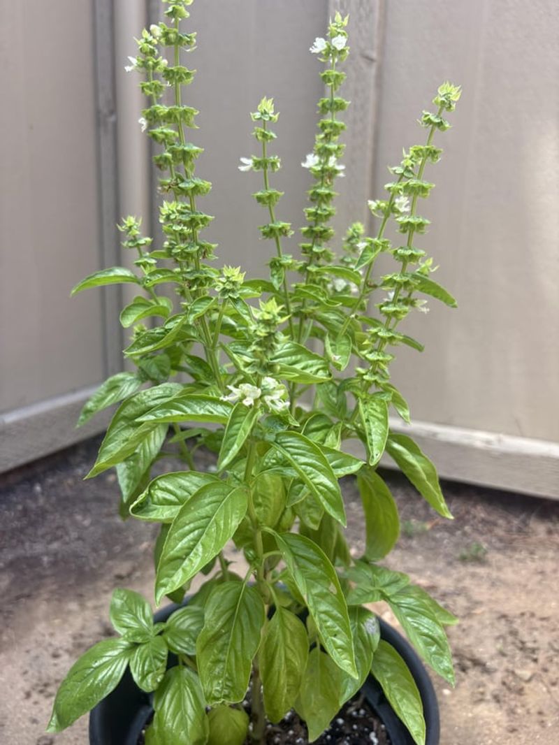 Flowers Appear When Basil Feels Stressed