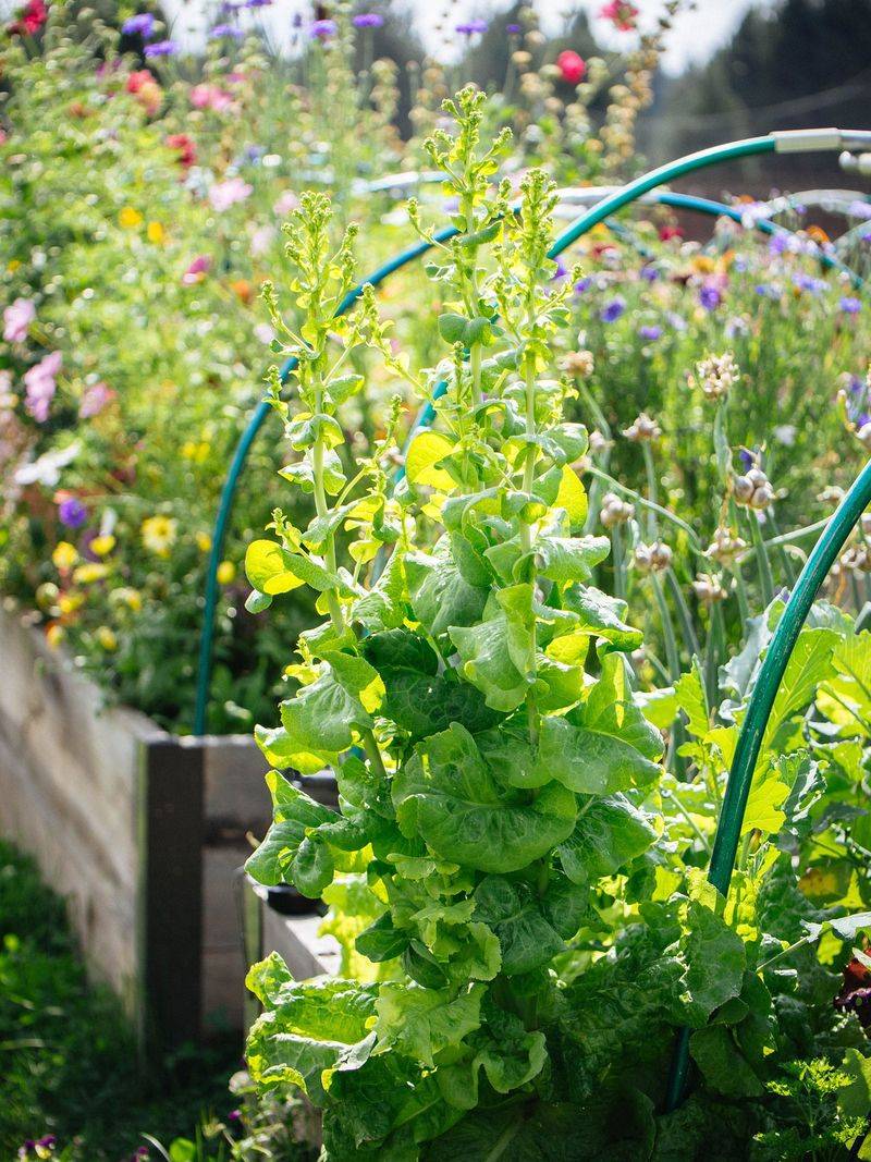 Flowers Are Coming Soon Flowers Are Coming Soon