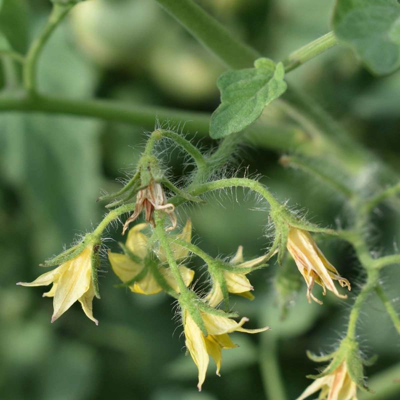 Flowers Drop Before Tomatoes Can Form