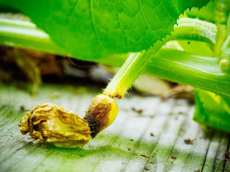 Flowers Drop Or Baby Fruits Shrivel