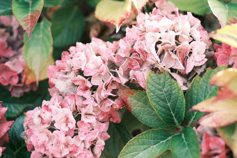 Flowers Fade Before Fall Color Season Arrives