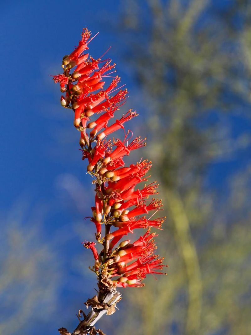 Flowers Feed Hummingbirds In Spring