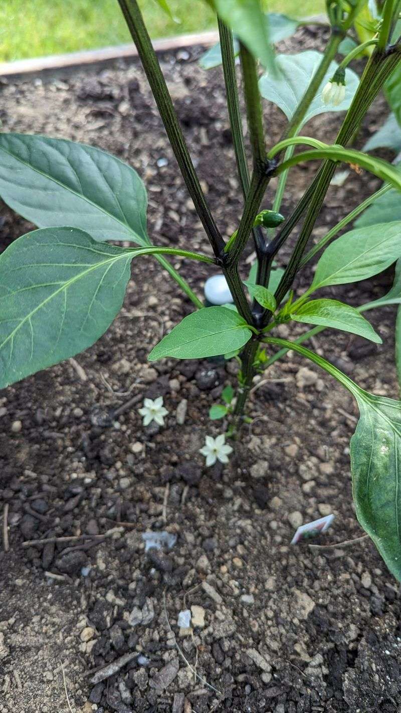 Flowers Keep Dropping Before Peppers Form