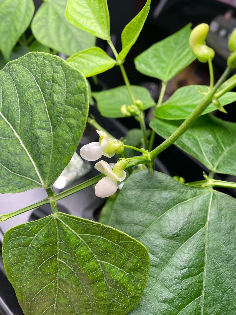 Flowers Keep Opening And Pods Keep Setting