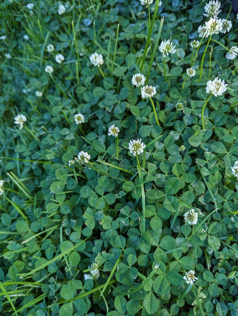 Flowers Provide Continuous Seasonal Interest Flowers Provide Continuous Seasonal Interest