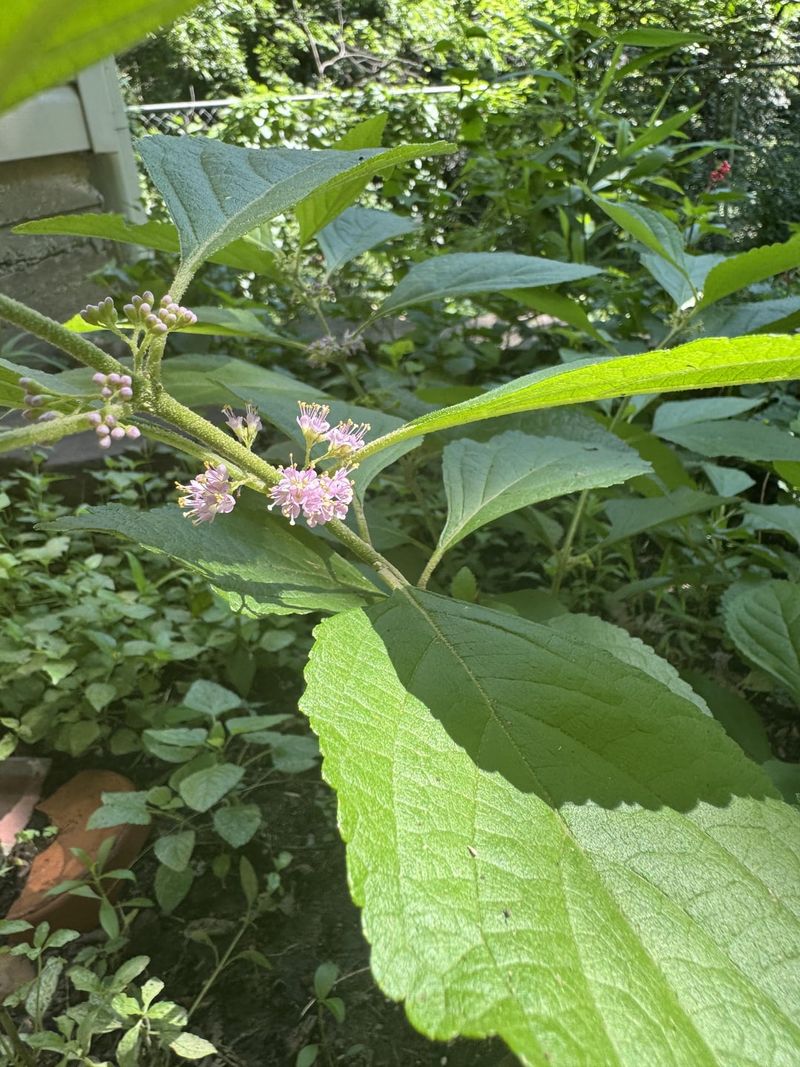 Flowers Pull In Helpful Pollinators