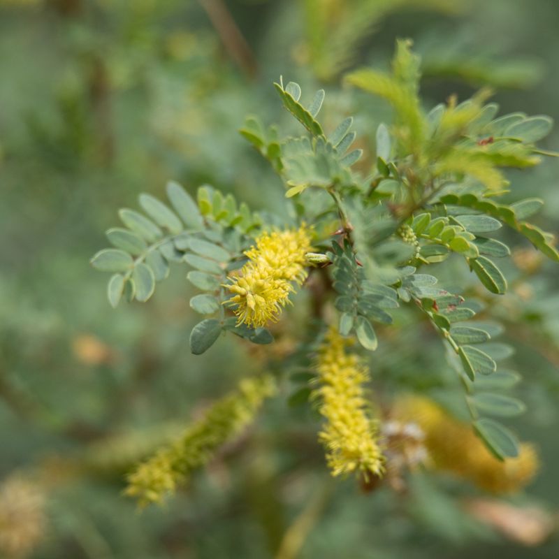 Flowers Support Pollinators Flowers Support Pollinators