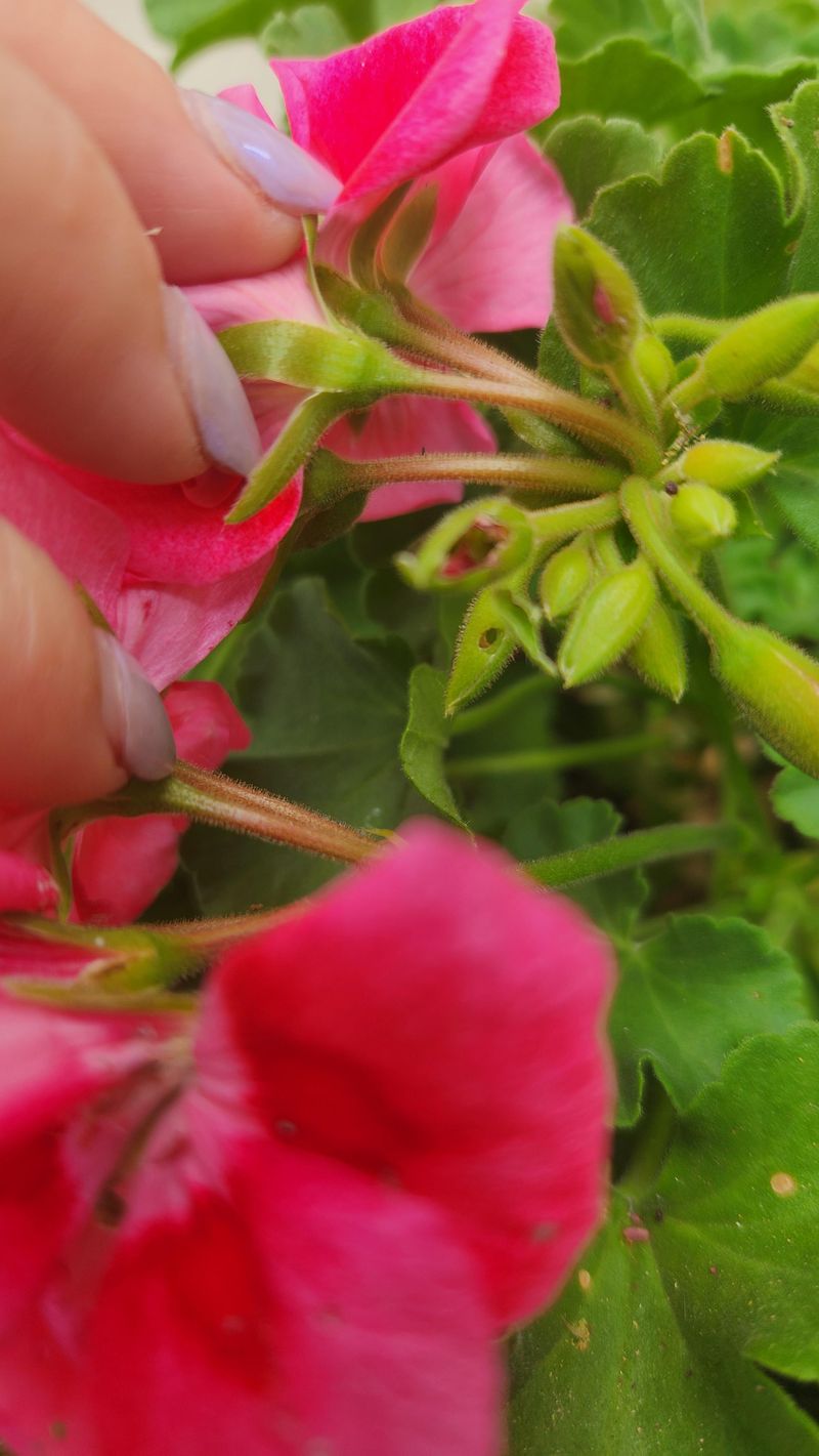 Flowers Wilt And Dry Up Before They Even Open Flowers Wilt And Dry Up Before They Even Open