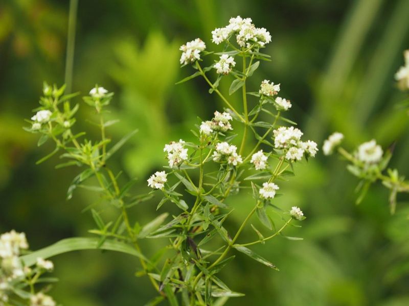 Flowers Work Better As Insectary Plants Flowers Work Better As Insectary Plants