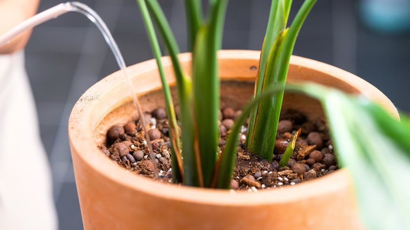 Flush Containers With Plain Water Regularly