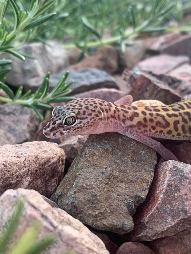 Flying Insects Keep Geckos Coming Back Flying Insects Keep Geckos Coming Back