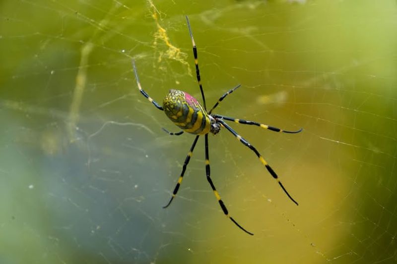 Flying Insects Make Yards More Appealing