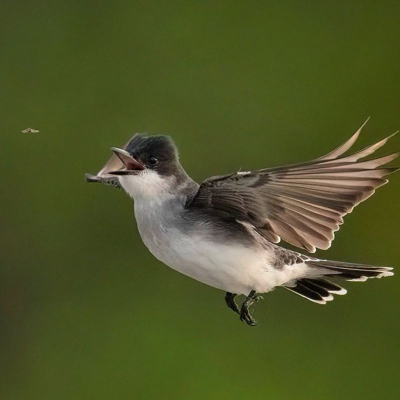 Flying Insects Reach Their Seasonal Peak Flying Insects Reach Their Seasonal Peak