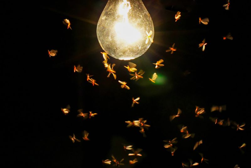 Flying Termites Around Indoor Lights Flying Termites Around Indoor Lights