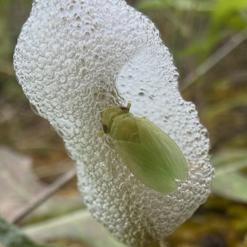Foam Timing Follows A Predictable Spring Pattern Foam Timing Follows A Predictable Spring Pattern