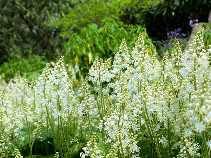 Foamflower Foamflower