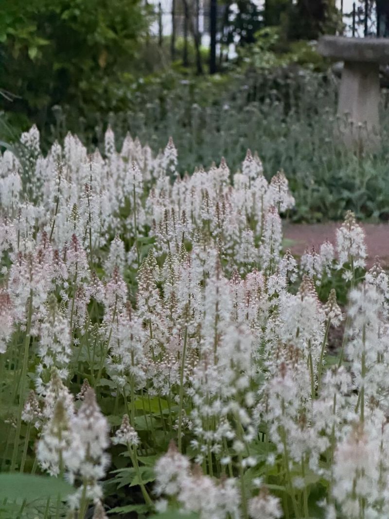 Foamflower For Moist Shaded Stepping Stone Paths Foamflower For Moist Shaded Stepping Stone Paths