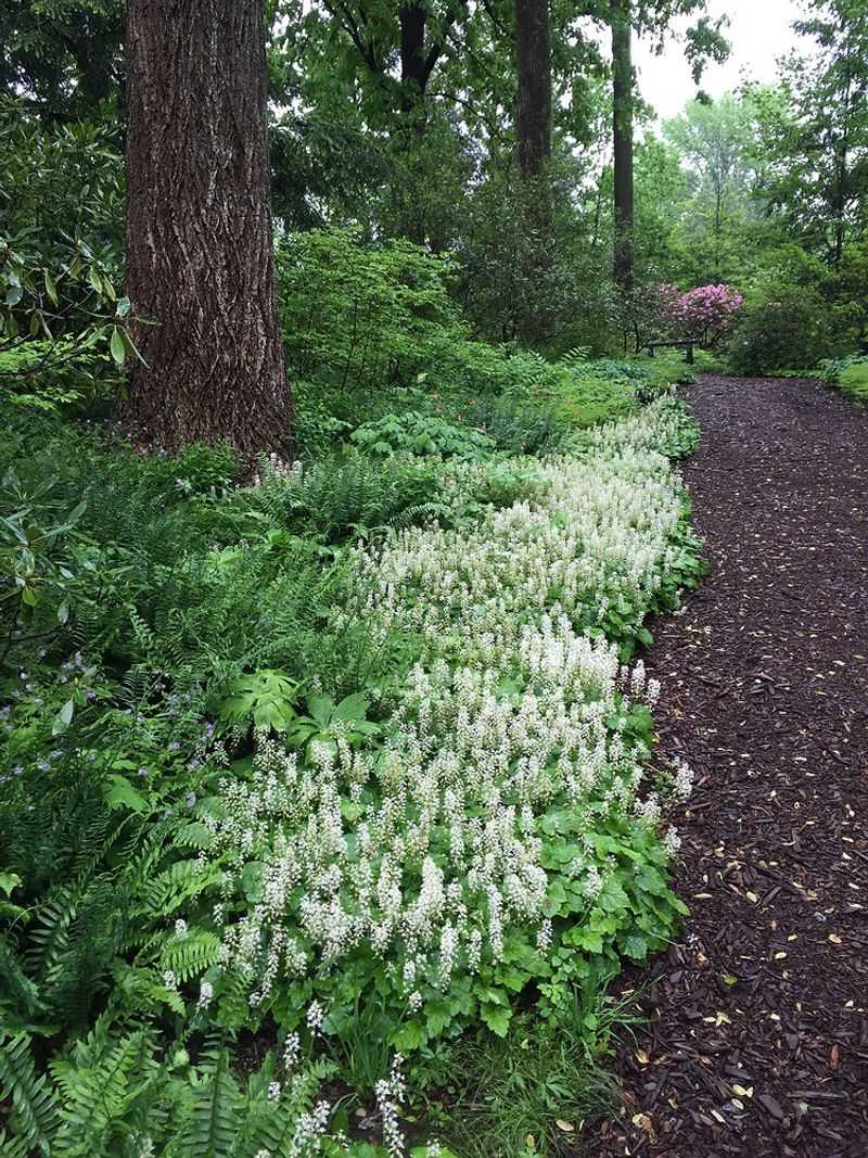 Foamflower Frills The Edge And Blocks Seeds