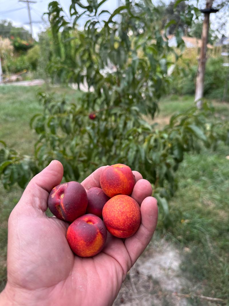 Focus On Fruit Harvest Instead Of Pruning
