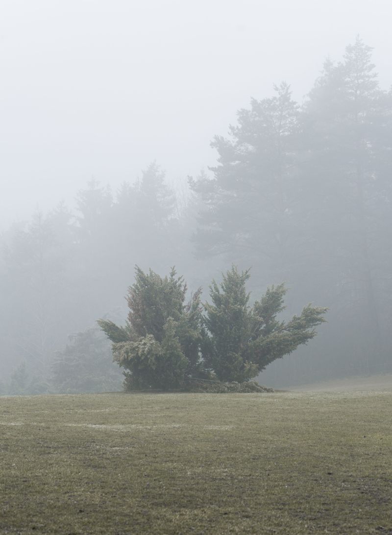 Fog Keeps Coastal Lawns Damp And Moldy
