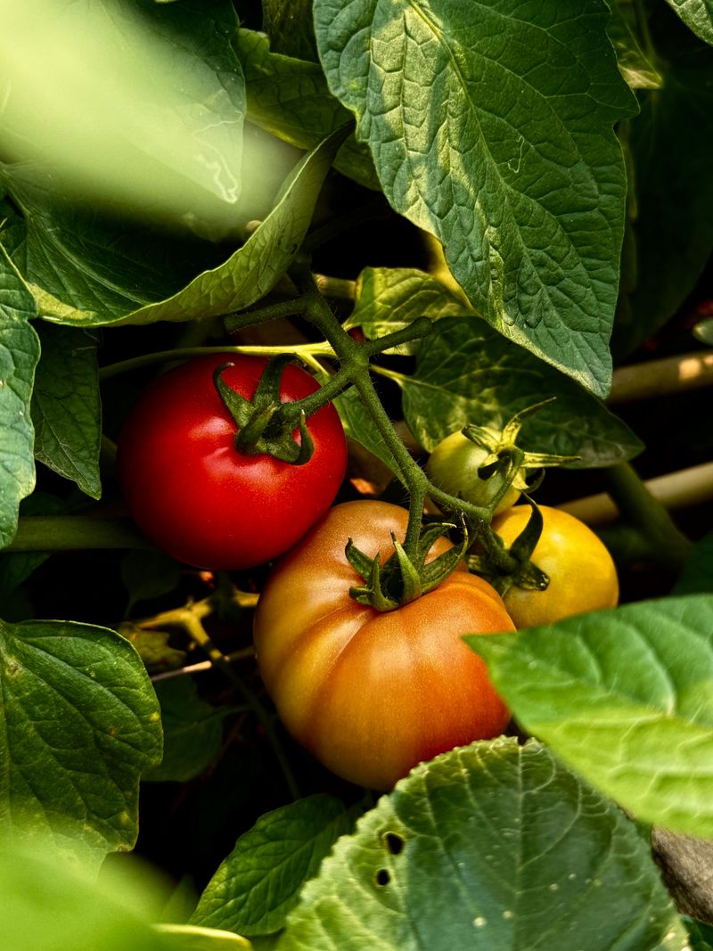 Foliage Acts As A Natural Shade Layer For Developing Fruit
