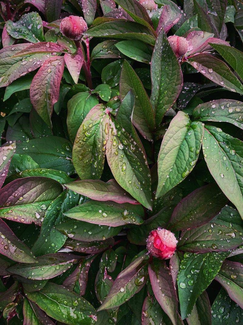 Foliage Keeps Photosynthesizing To Fuel Next Year's Blooms Foliage Keeps Photosynthesizing To Fuel Next Year's Blooms