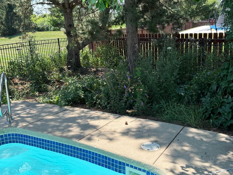 Foliage Plants Are The Safer Pool Choice Foliage Plants Are The Safer Pool Choice