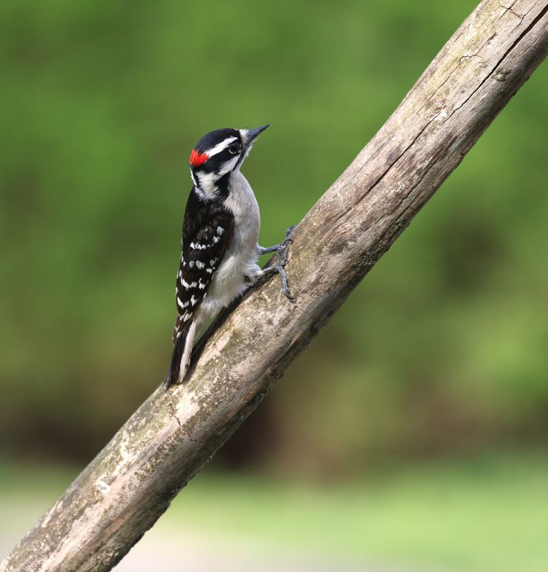 Folklore Around This Bird In West Virginia