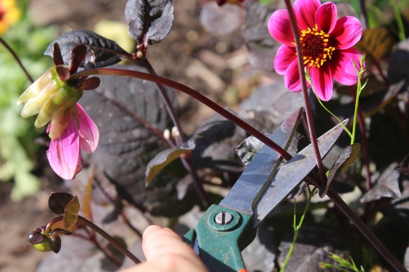 Follow The Stem Below The Faded Flower