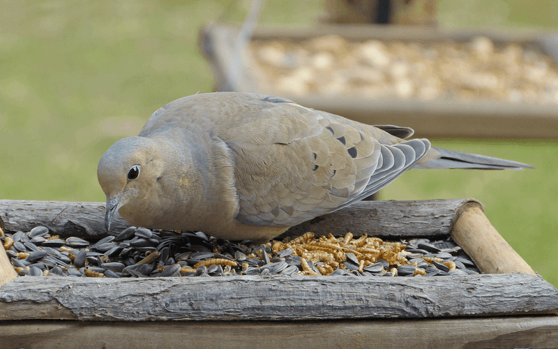 Food And Water Often Bring Them Back Food And Water Often Bring Them Back