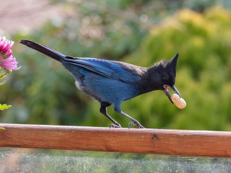 Food Scraps Can Bring Them In Fast