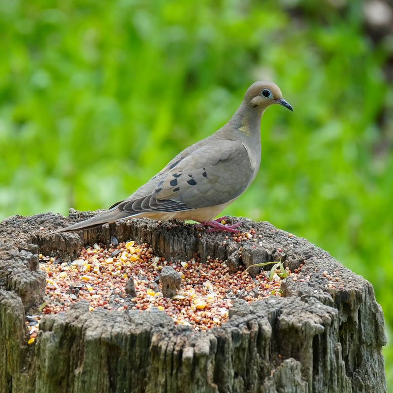 Food Sources Bring Mourning Doves Into Yards Food Sources Bring Mourning Doves Into Yards