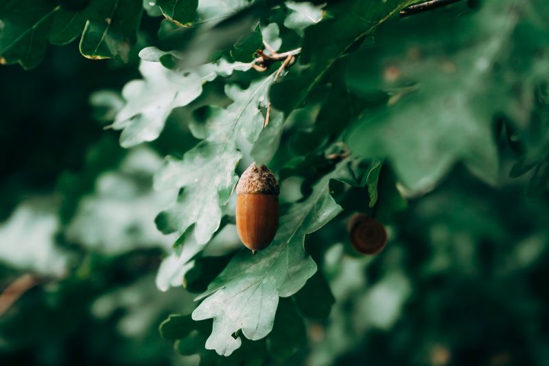 Food Sources Nearby Can Draw Them Away Food Sources Nearby Can Draw Them Away