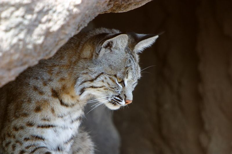 Food Sources That Draw Bobcats Into Yards Food Sources That Draw Bobcats Into Yards