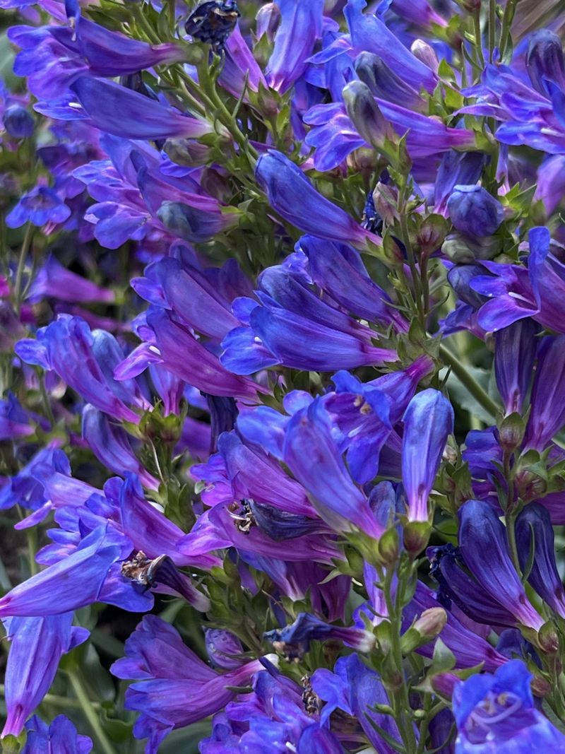 Foothill Penstemon Keeps Blooming Lean