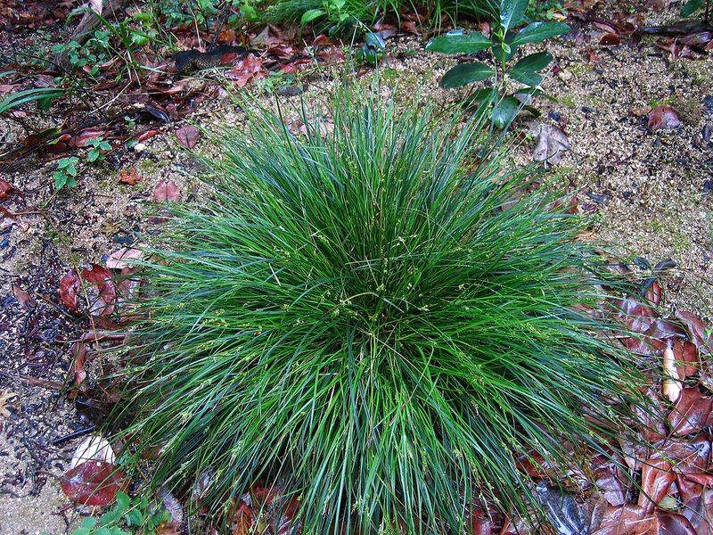 Foothill Sedge Creates A Soft Green Carpet Foothill Sedge Creates A Soft Green Carpet