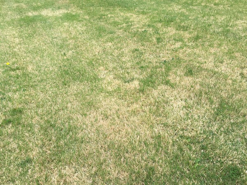 Footprints Stay Pressed Into The Grass Footprints Stay Pressed Into The Grass