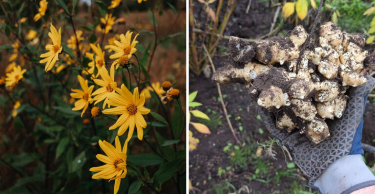 Foraging And Growing Jerusalem Artichokes For Free In Michigan