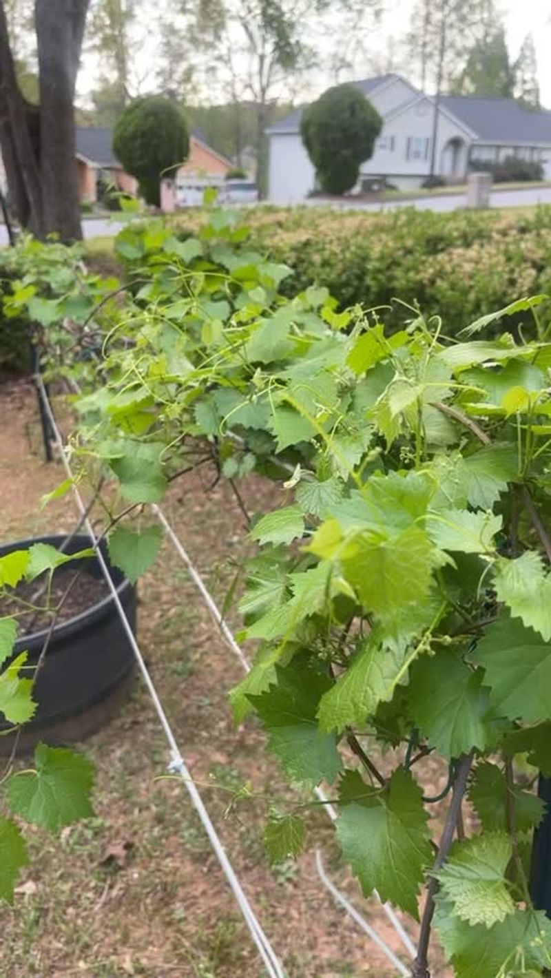 Forgetting How Wide Muscadines Can Spread