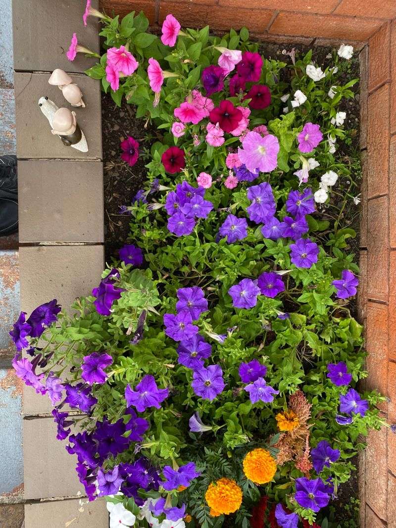 Forgetting Mulch In Hot Flower Beds Forgetting Mulch In Hot Flower Beds