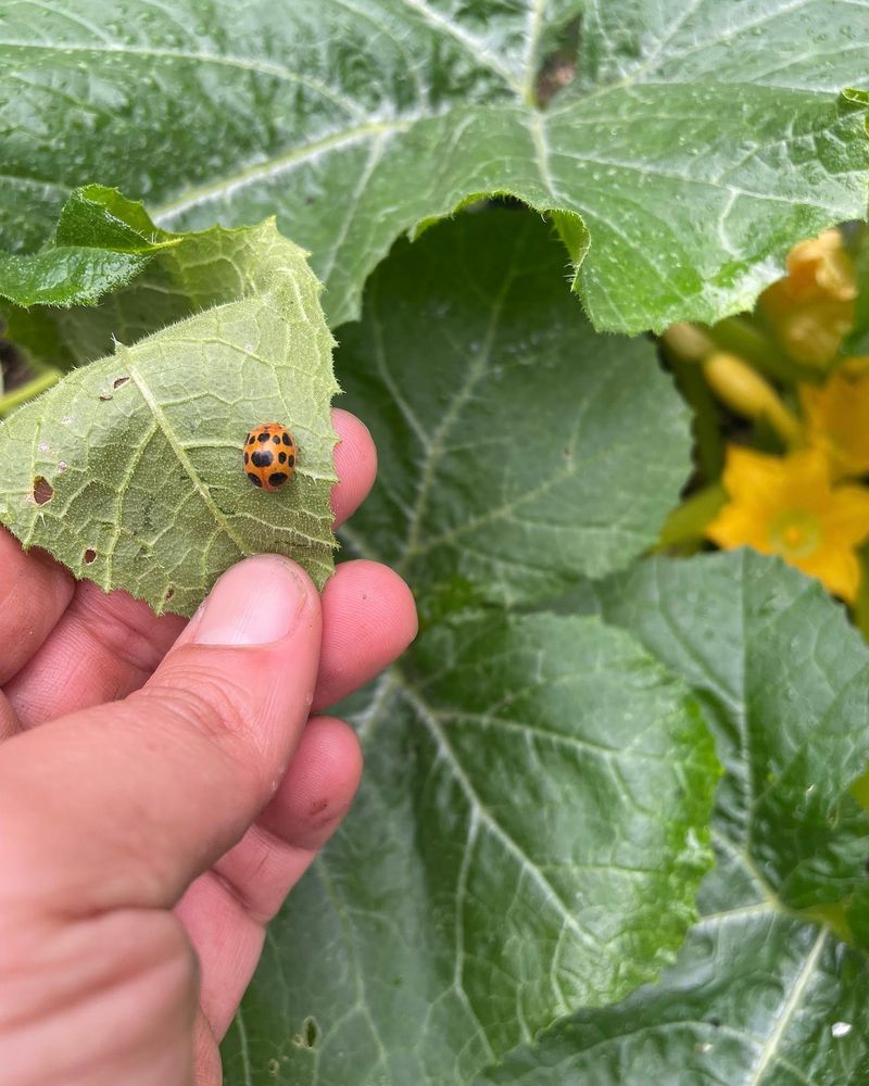 Forgetting To Scout Leaf Undersides Forgetting To Scout Leaf Undersides