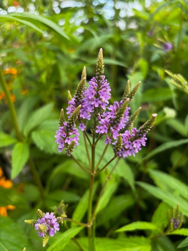 Formal Borders Are The Wrong Home For This Wildflower