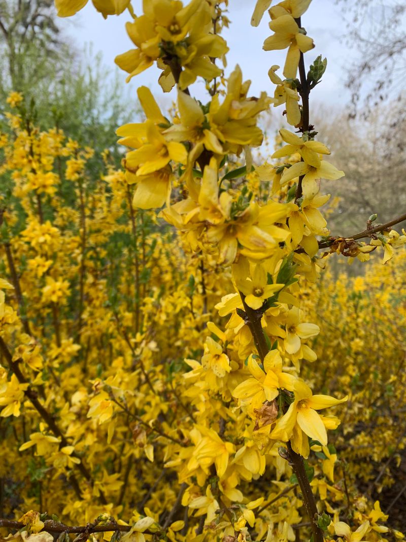 Forsythia Loses Next Spring's Flowers After Summer Pruning Forsythia Loses Next Spring's Flowers After Summer Pruning